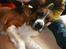 Sankt bernhardshund Bianca *R.I.P*