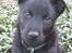 Australsk kelpie Gaia - Mine øre er på vej op..