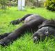 Flat coated retriever Fenris - R.I.P.