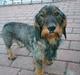 Gravhund Callehan