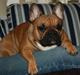 Fransk bulldog Emma 