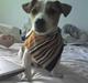 Jack russell terrier Bandit