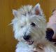 West highland white terrier Mille R.I.P