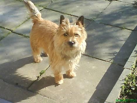 Cairn terrier kiki - hejsa alle sammen:0) billede 1