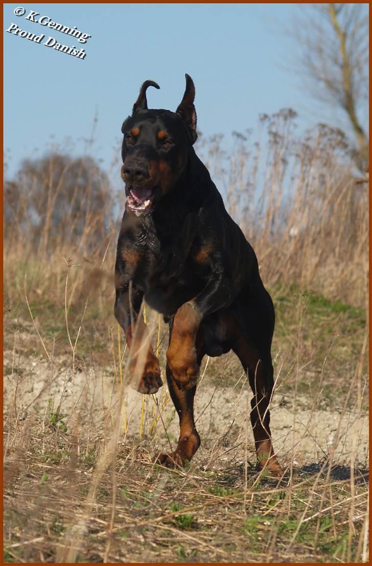 Dobermann Nord Nimrod Od Telepa (R.I.P.) billede 16