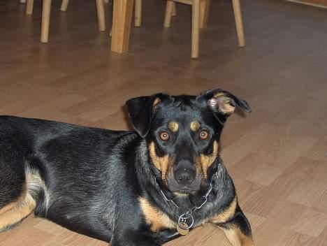 Blanding af racer bella billede 1