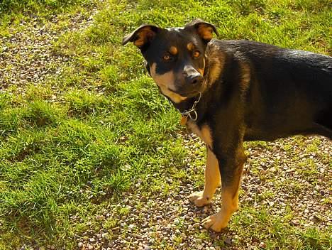 Blanding af racer bella billede 2