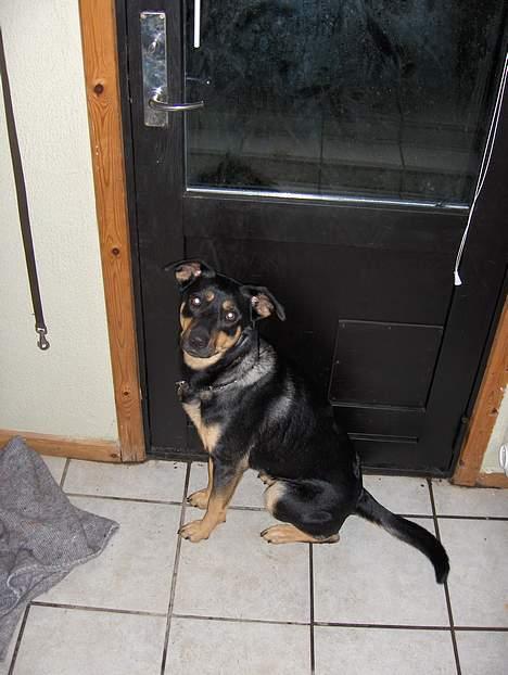 Blanding af racer bella billede 3