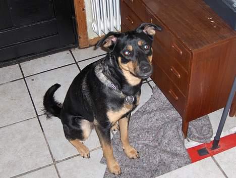 Blanding af racer bella billede 4