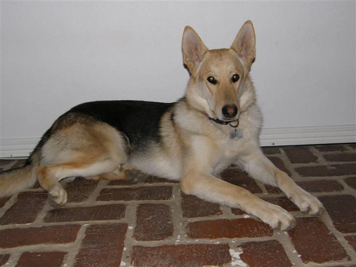 Blanding af racer Shiva *FÅET NYT HJEM* - Shiva billede 1