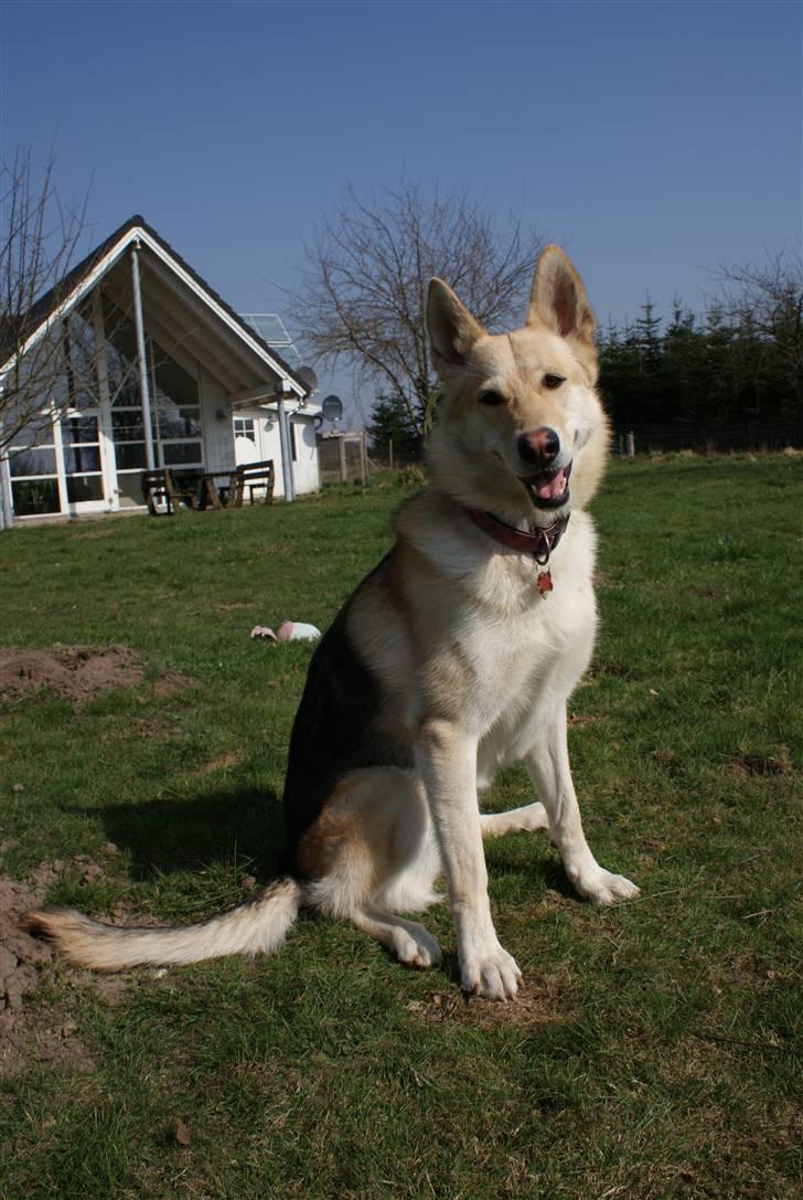 Blanding af racer Shiva *FÅET NYT HJEM* billede 2