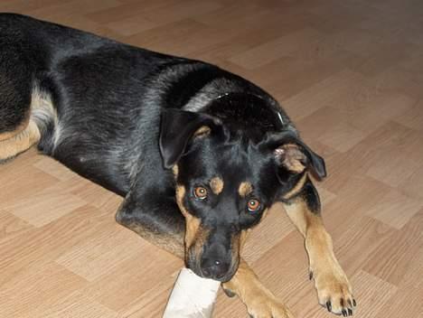 Blanding af racer bella billede 5