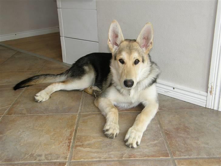 Blanding af racer Shiva *FÅET NYT HJEM* - Smukke billede 3