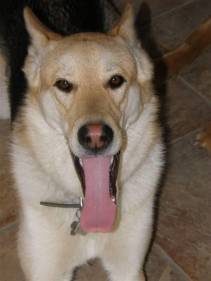 Blanding af racer Shiva *FÅET NYT HJEM* - "Gaaaaaab" billede 4