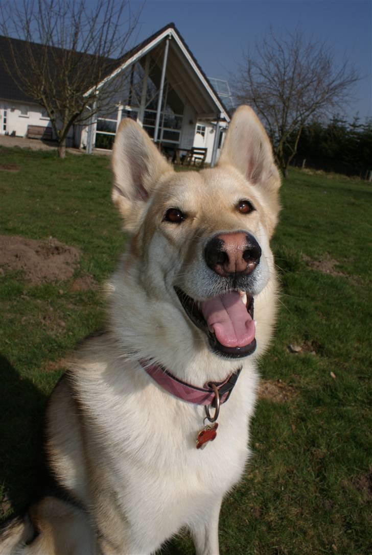 Blanding af racer Shiva *FÅET NYT HJEM* billede 5