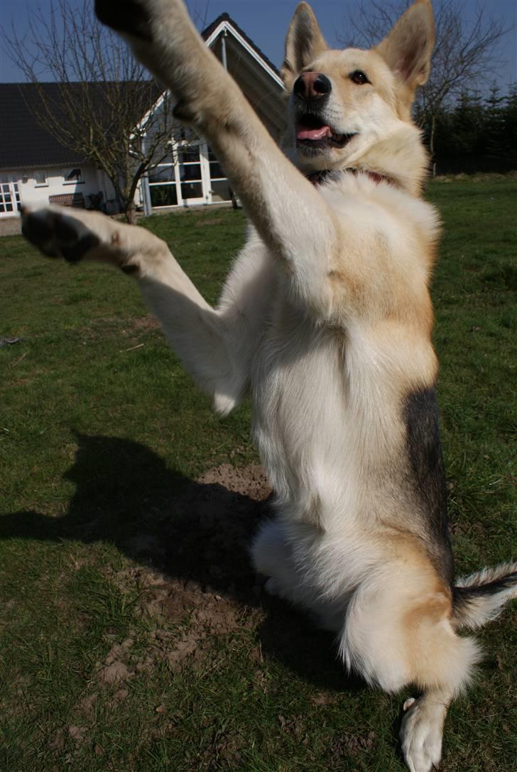 Blanding af racer Shiva *FÅET NYT HJEM* billede 6