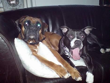 Amerikansk staffordshire terrier - Chili - Gab... Chili og hendes storsøster Gimly billede 17