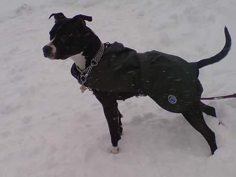 Amerikansk staffordshire terrier - Chili - En tur i sne... billede 18