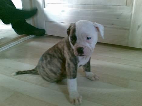 Amerikansk bulldog Matheos Raya billede 2