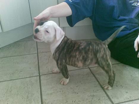 Amerikansk bulldog Matheos Raya - se hvor fin jeg er.... billede 3