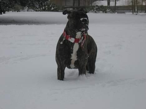 Dogo canario Gucci billede 11