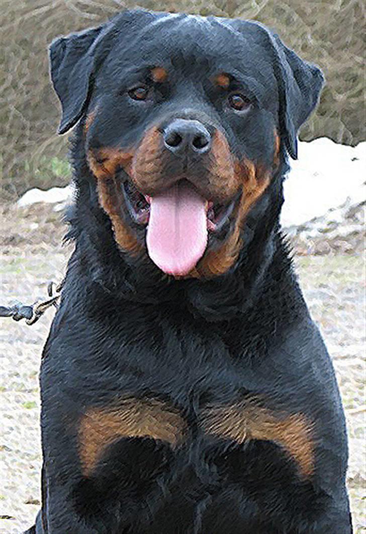 Rottweiler Radeau Kvanto - Prøvede lige at lege lidt med photoshop:-)  billede 1