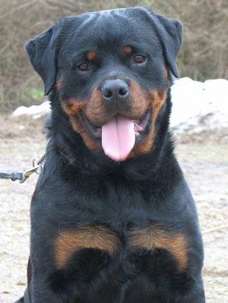 Rottweiler Radeau Kvanto billede 3