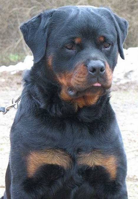 Rottweiler Radeau Kvanto billede 4