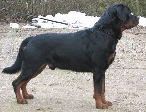 Rottweiler Radeau Kvanto billede 5