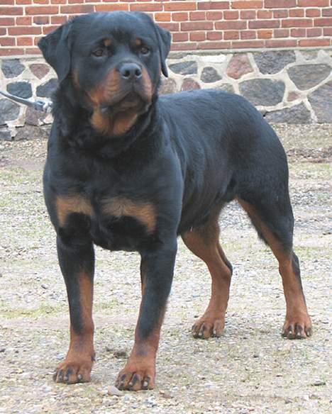 Rottweiler Radeau Kvanto billede 6