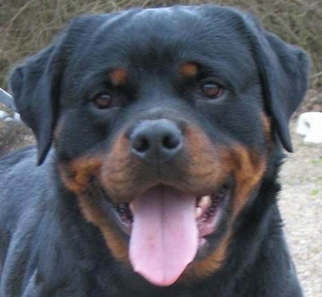 Rottweiler Radeau Kvanto billede 7