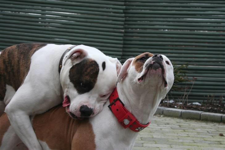 Amerikansk bulldog JAB´s Abby himmel hund  - vi prøver og lave babyer mig og tyson :-) billede 13
