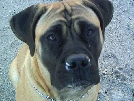 Bullmastiff Ally billede 6