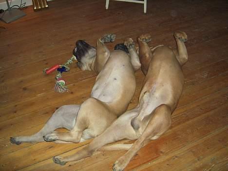 Bullmastiff Ally - hygger med storebror billede 7