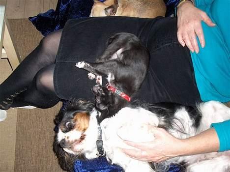 Chihuahua Malou billede 10