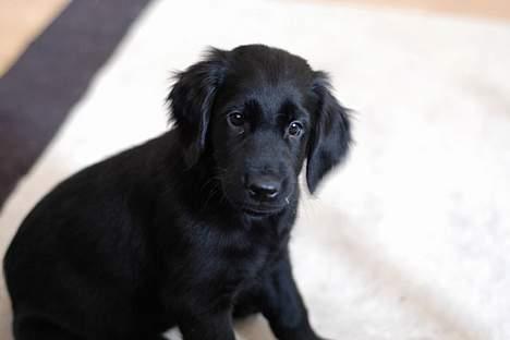 Flat coated retriever Fenris - R.I.P. - En perle. billede 2