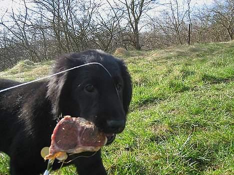 Flat coated retriever Fenris - R.I.P. - Søgning. billede 3