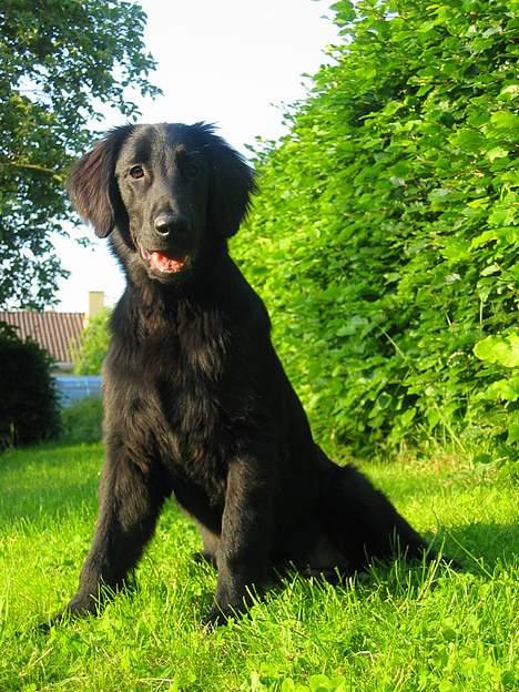 Flat coated retriever Fenris - R.I.P. - Portræt 20 uger. billede 4