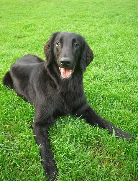 Flat coated retriever Fenris - R.I.P. - Portræt. billede 5