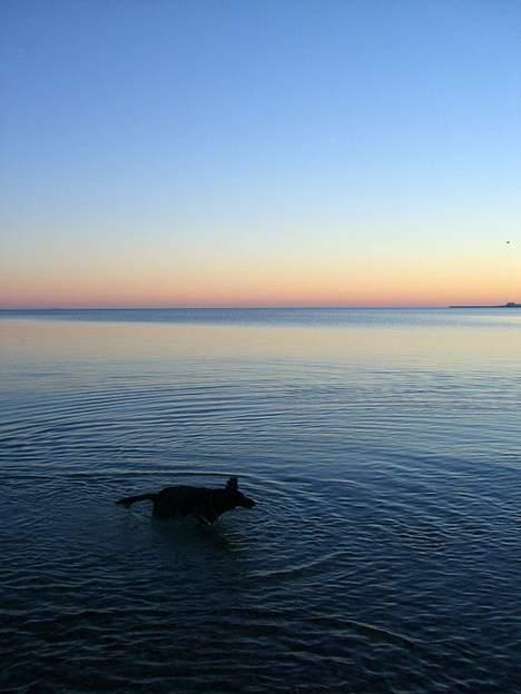 Flat coated retriever Fenris - R.I.P. - Jul. billede 6