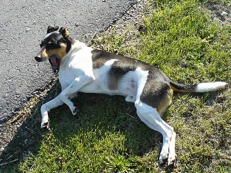 Dansk svensk gaardhund Kvik  - Gaaabende kedligt at få taget billeder :D billede 1