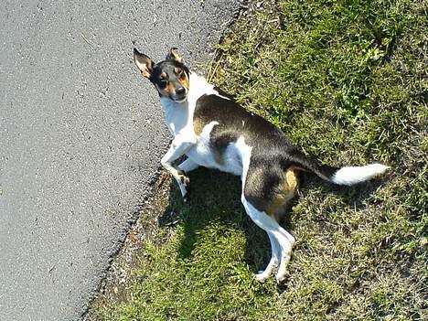 Dansk svensk gaardhund Kvik  - Elsker at ligge og rulle sig billede 3