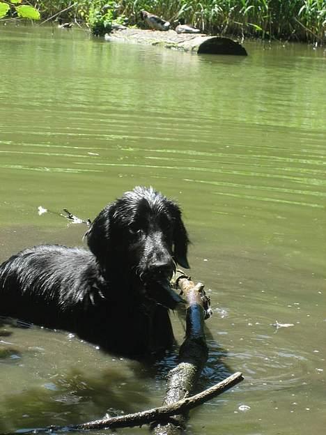 Flat coated retriever Fenris - R.I.P. - Vandhund. billede 7