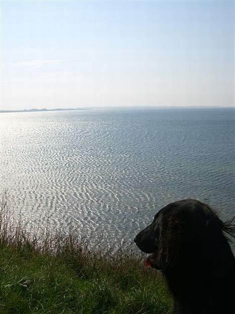 Flat coated retriever Fenris - R.I.P. - Udsigt. billede 8