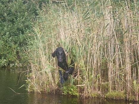 Flat coated retriever Fenris - R.I.P. - På spring. billede 9