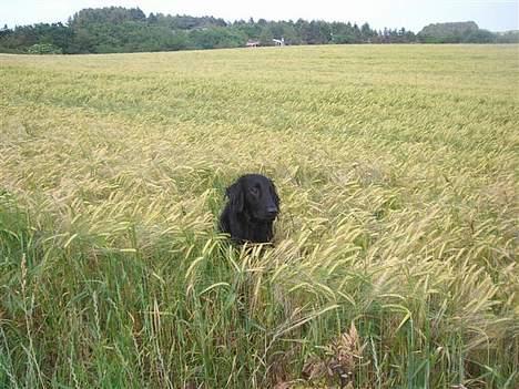 Flat coated retriever Fenris - R.I.P. - I marken. billede 10