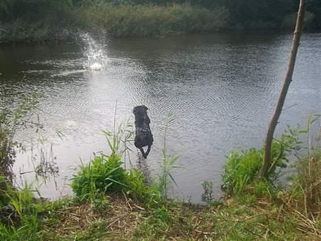 Flat coated retriever Fenris - R.I.P. - Apport! billede 11