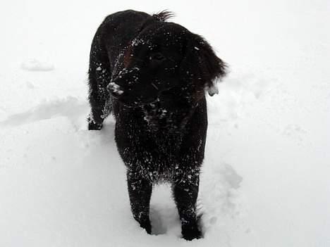 Flat coated retriever Fenris - R.I.P. - Sne. billede 12