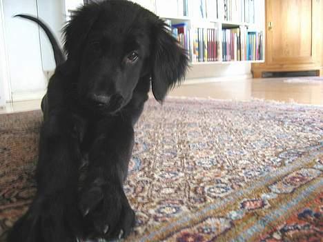 Flat coated retriever Fenris - R.I.P. - Ægte tæpper. billede 13