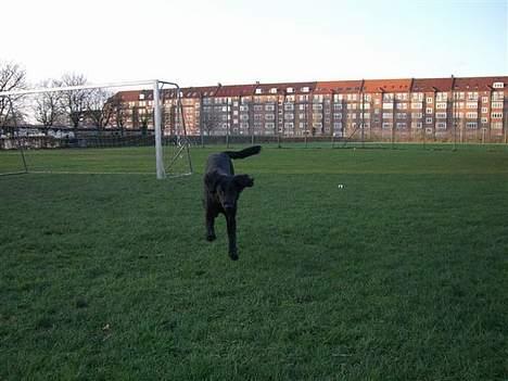 Flat coated retriever Fenris - R.I.P. - På spring. billede 14